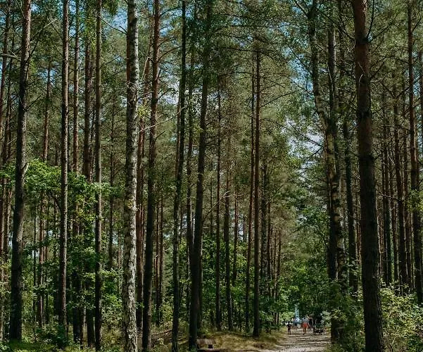 Brzozowy * Jarosławiec